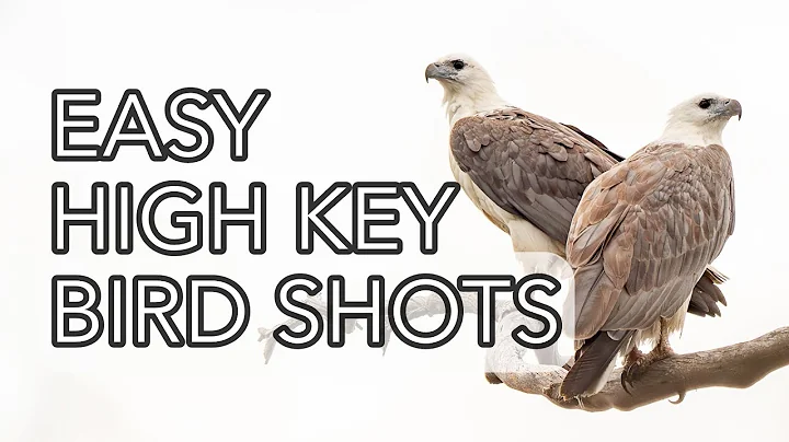 Capture STUNNING Bird Photos with These HIGH KEY Secrets!