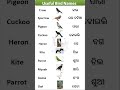 Bird Names in English and Odia | Spoken English in Odia| #viral #shorts #birds #bird #animals