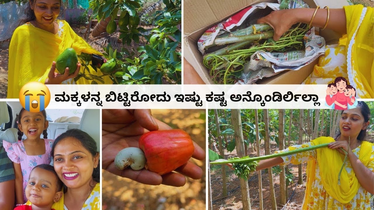 😍 ಯಾರ ತೋಟದಲ್ಲಿ ಹಾರ್ವೆಸ್ಟ್ ಮಾಡ್ತಾ ಇದಿವಿ? ಯಪ್ಪಾ! ಮನೆಯಲ್ಲೇ ಇಷ್ಟೊಂದು ವೆರೈಟಿ ಹಣ್ಣಿನ ಗಿಡಗಳಾ! Kannada Vlog