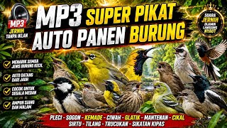 SUARA PIKAT BURUNG KECIL SOGON MANTENAN SIRTU TILANG KEMADE CIWAH