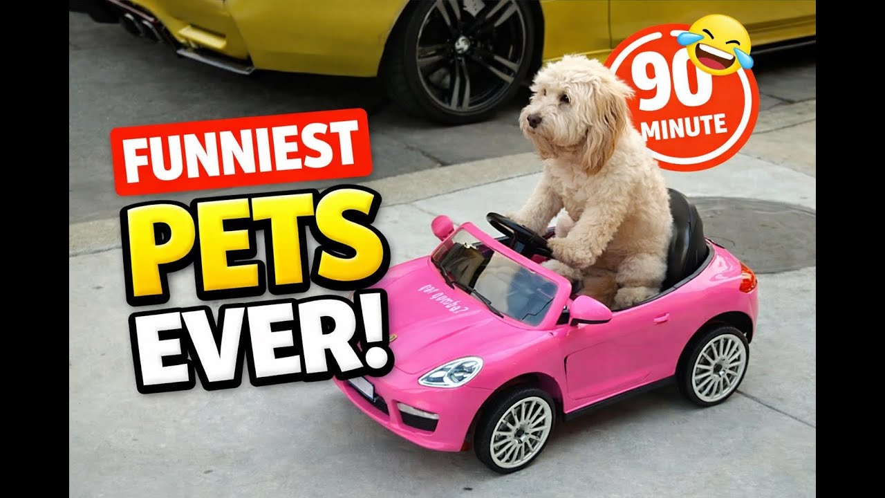 Cutest Animal Moments That Will Make Your Day Better