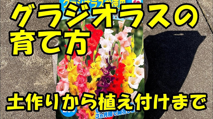 アブチロンの植え替え Youtube