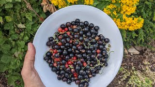 Yarı Gölgede Yetişen Siyah Frenk Üzümü Hasadı. 13 Temmuz 2022. Resimi