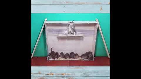 Homemade mouse trap | the most effective simple homemade rat trap #107
