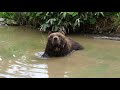 サホロベアマウンテンでジープに乗せてもらった @北海道新得町 Shintoku Sahoro Bear…