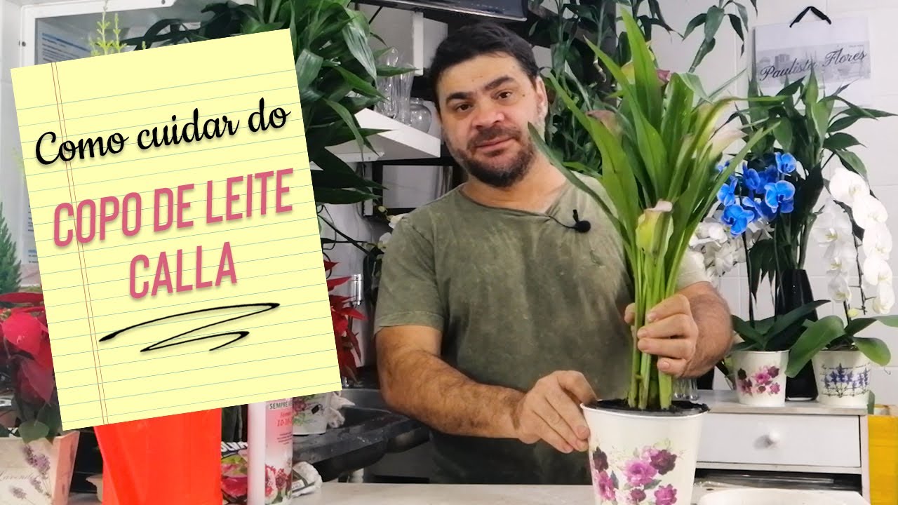 Como cuidar do Copo de Leite Calla?