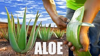 Farmers Harvest Aloe Vera Like Filleting a Fish