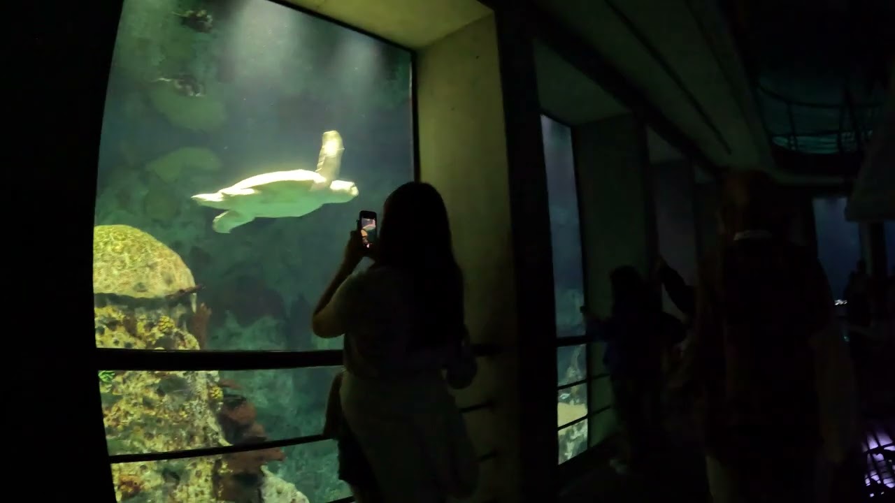 Walking Tour of National Aquarium @ Baltimore, MD GX010156