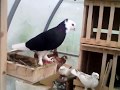 Андижанские голуби, узбекские бойные голуби