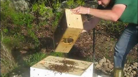 Installing my first package of bees 5/12/12