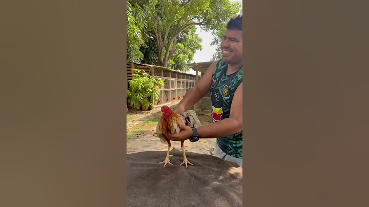 Ejercitando de la mejor Manera al Gallo Carmelo #gallos #pollo #criadero #gallofino #entrenamiento