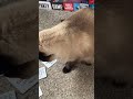 booze & pets game