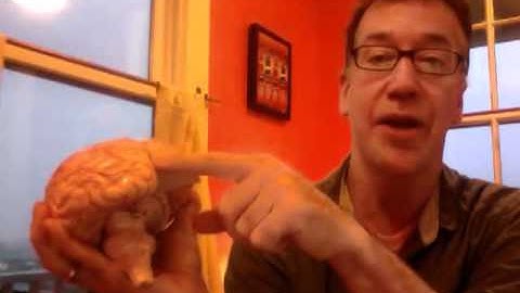 Structure of the neocortex