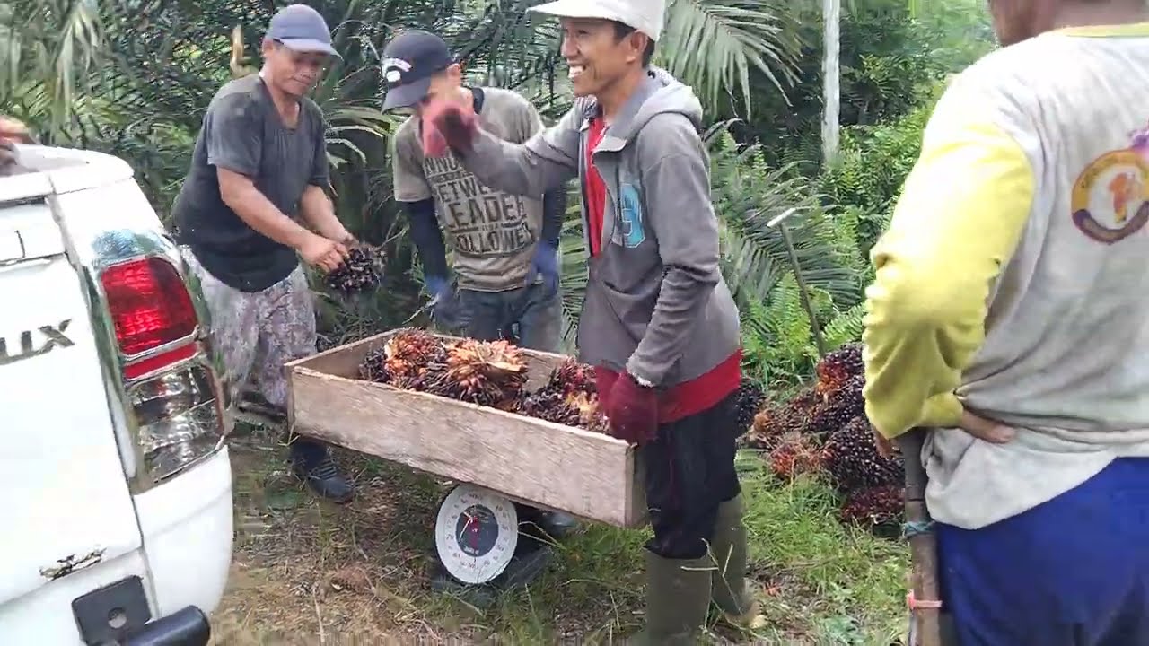 cek hasil panen sekitar 50 pokok bibit Lonsum,jangan dskip supaya tidak ada kontroversi!!