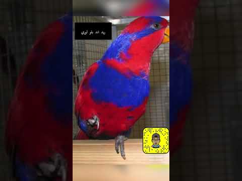 تصنيفات ببغاء اللوري