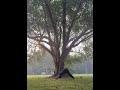 “Surya Namaskar under the Peepal Tree 🌞 | Forest Yoga | Yoga with Sanjay | Morning Energy Flow”