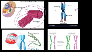 Grade 12 Life Sciences Meiosis Part 1