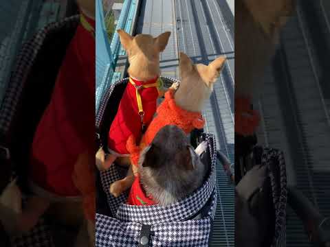 スムースコートチワワ 三島スカイウォーク #Shorts #dog