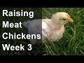 Raising Chickens for Meat: Week 3 of 8, Move Chicks to Pasture