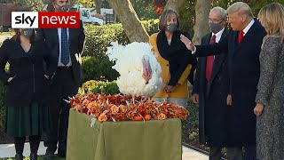 'Lame duck' President pardons one lucky turkey