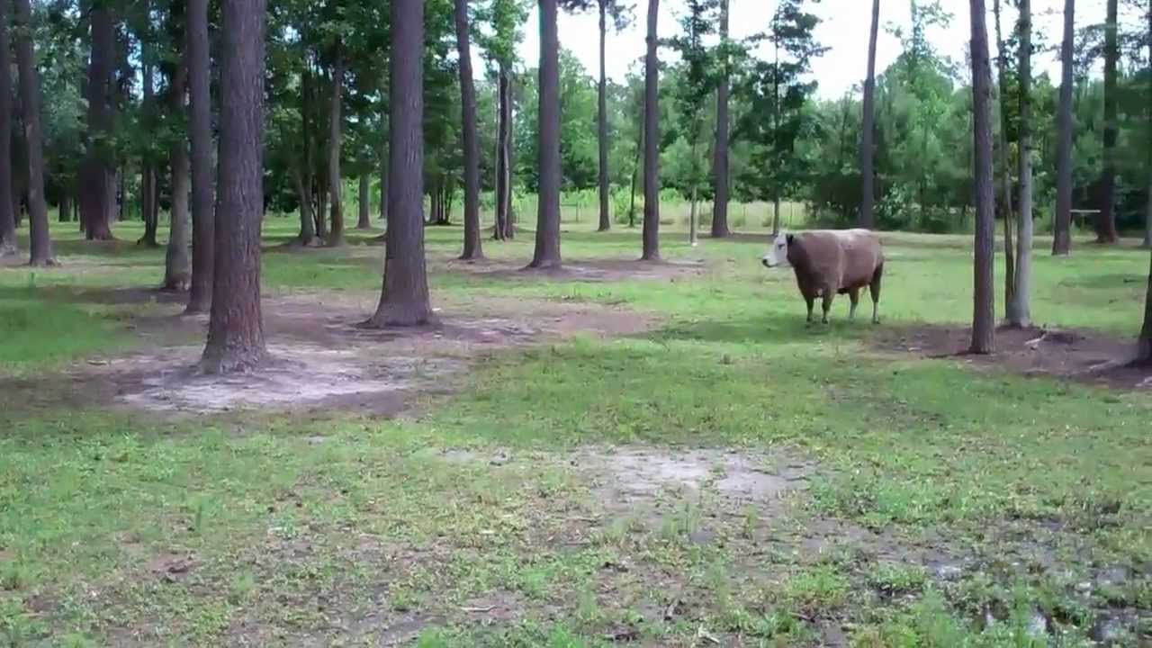 10 Ac Mini Farm 150 Pate Rd. New Bern, NC YouTube