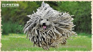 As raças de cachorro mais raras do mundo