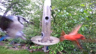 Bird Feeder Fly In YouTube