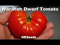 ⟹ Waratah Dwarf Tomato | Solanum lycopersicum | Tomato Review