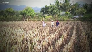 Idaho-based nonprofit Semilla Nueva says Trump cutbacks threaten mission to end malnutrition in Cent