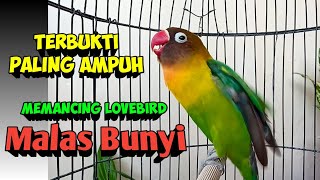 Suara Burung Lovebird Ngekek Panjang Fighter, TERBUKTI Paling AMPUH MEMANCING LOVEBIRD MALAS BUNYI