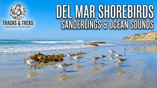 Sanderlings Foraging on the Shoreline | Del Mar, CA