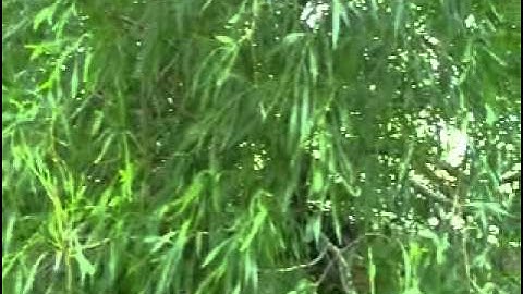 دحيم الحماد آيات من سورة الواقعة بالردف الطائف 1431