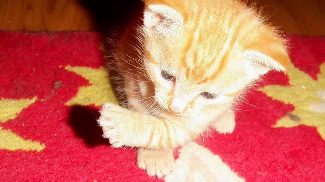 Mijn Baby Poesjes YouTube