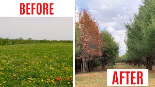 How to plant 15,000 trees in one day!