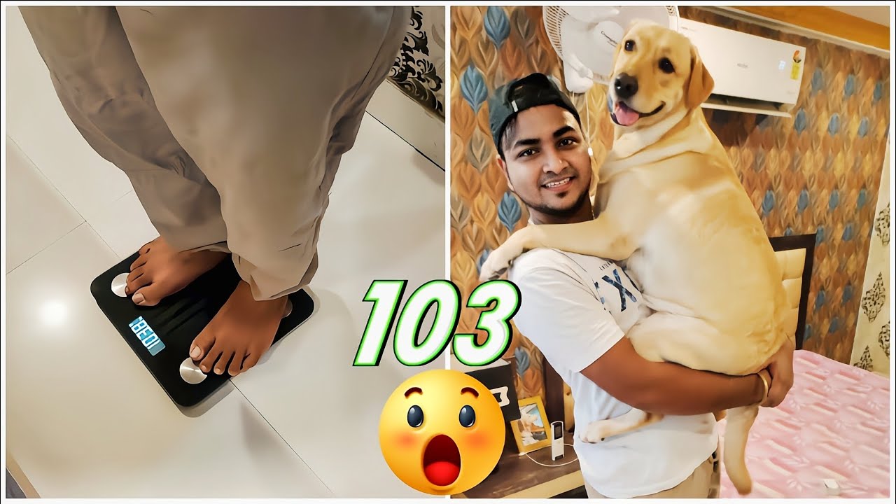 Mera Weight 103 Kilo How To Check Dog Weight labrador cutedog mera-weight-103-kilo-how-to-check-dog-weight-labrador-cutedog