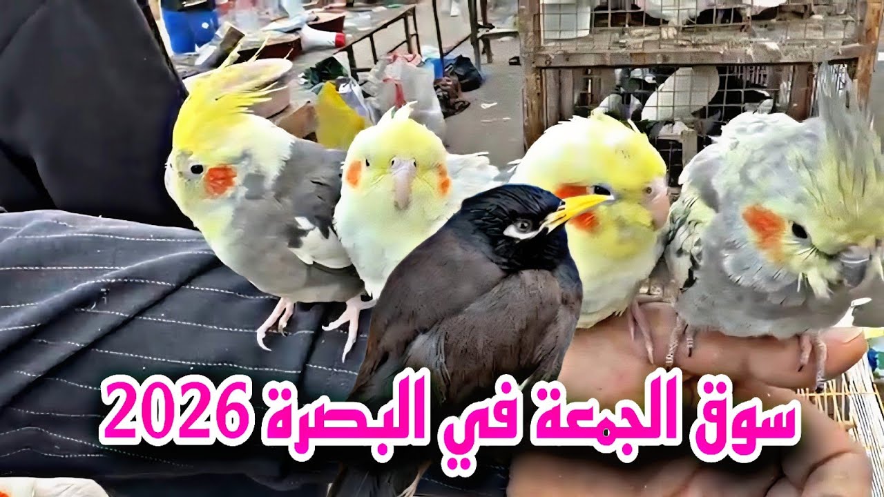 سوق الجمعة في البصرة 2026 أسعار الطيور#أحمد_مهدي 