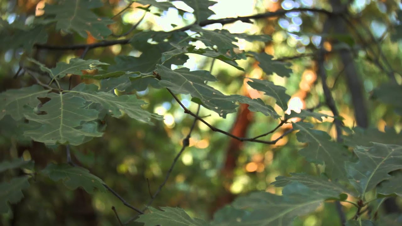 Fujian / Fotasy 25mm CCTV Lens on a BMPCC - 1080p HD