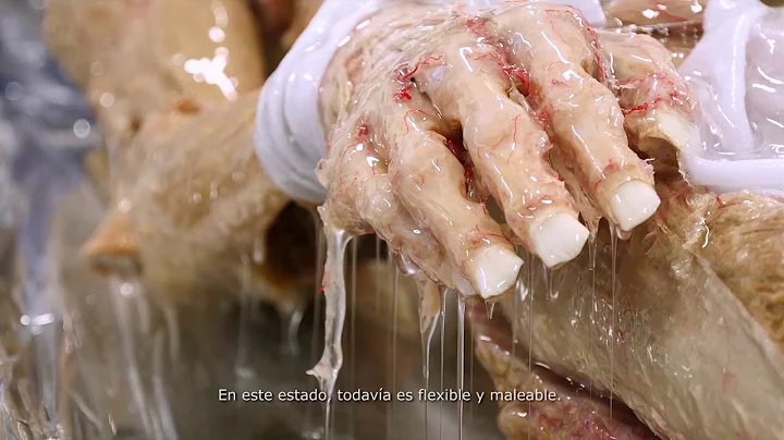BODY WORLDS & The Art of Plastination (English/Spa...