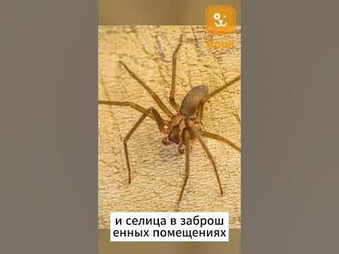 Коричневый паук отшельник #паук #отшельник #коричневый #яд #насекомые # ...