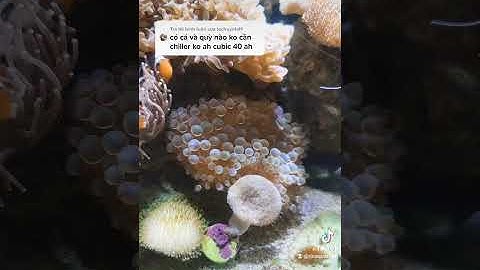 Có Cá và Hải Quỳ nào không cần Chiller không? #aquarium #canemo #rinaquarium #cacanhbien #canuocman