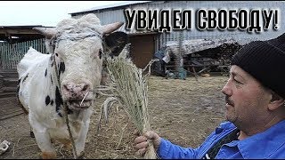 Белый Бык Мишка Увидел Свободу После Застоя