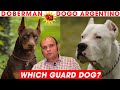 Doberman Vs Dogo Argentino Puppy Dog Breed Comparison in Hindi | Which is Better? Baadal Bhandaari