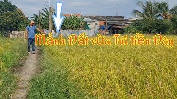 Một mảnh đất lúa vừa túi tiền với anh chị em đây 533m2 giá 580triệu xã phước tuy cần đước Long An