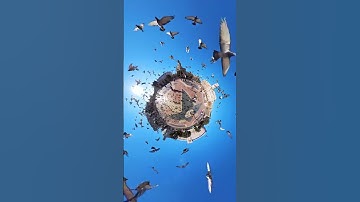A rare scene from Pigeon Planet 👀 👀 #insta360 #insta360x3 #videography #shorts #fyp