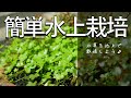 【水草水上栽培】簡単！水槽リセットなら草育てませんか？【アクアリストあるある】128日の記録/休日vlog