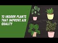 10 indoor plants that improve air quality | Indoor Plants for Air Purification