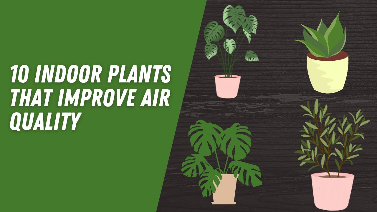 10 indoor plants that improve air quality Indoor Plants for Air