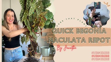 A Quick Begonia Maculata Repot! Repotting my BIG Spotted Begonia Plant & Basic Care | #BegoniaPlant
