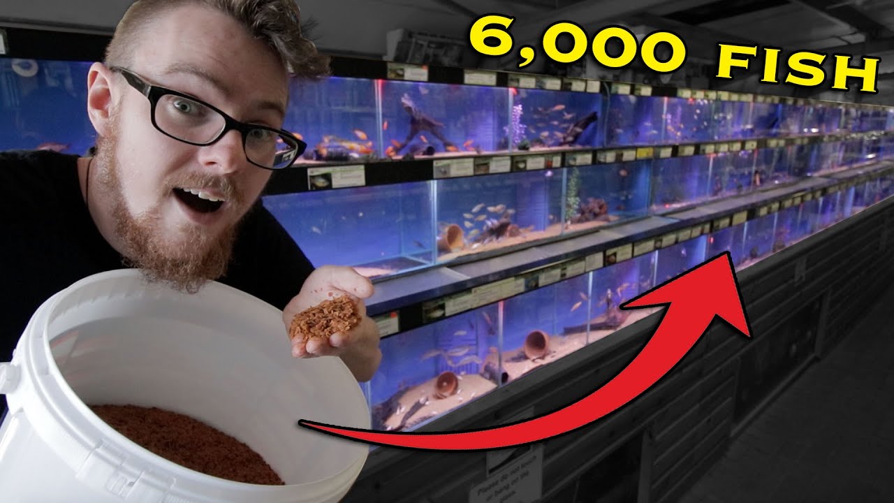 Feeding 6,000 Fish in Store During COVID19 LOCKDOWN! YouTube