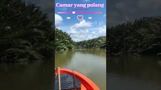 Camar yang pulang